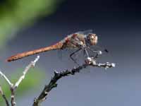 Sympétrum fascié (Sympetrum striolatum)