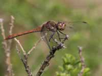 Sympétrum fascié (Sympetrum striolatum)