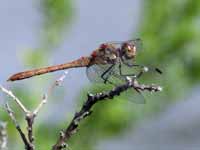 Sympétrum fascié (Sympetrum striolatum)