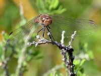 Sympétrum fascié (Sympetrum striolatum)