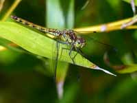 Sympétrum fascié (Sympetrum striolatum)