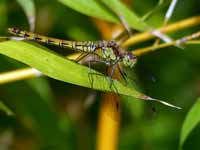 Sympétrum fascié (Sympetrum striolatum)