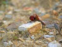 Symptétrum de Fonscolombe Sympetrum fonscolombii