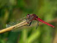 Symptétrum de Fonscolombe Sympetrum fonscolombii