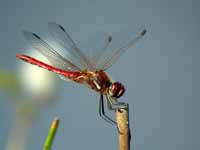 Symptétrum de Fonscolombe Sympetrum fonscolombii