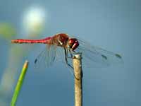 Symptétrum de Fonscolombe Sympetrum fonscolombii