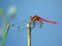 Symptétrum de Fonscolombe Sympetrum fonscolombii