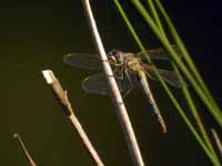 Sympétrum méridional (Sympetrum meridionale)