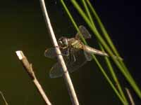 Sympétrum méridional (Sympetrum meridionale)