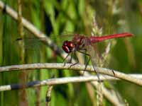 Symptétrum de Fonscolombe Sympetrum fonscolombii