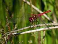 Symptétrum de Fonscolombe Sympetrum fonscolombii