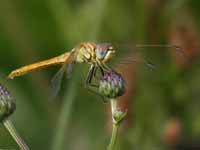 Symptétrum de Fonscolombe Sympetrum fonscolombii