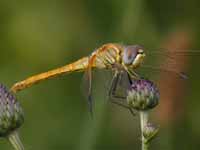 Symptétrum de Fonscolombe Sympetrum fonscolombii