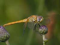 Symptétrum de Fonscolombe Sympetrum fonscolombii