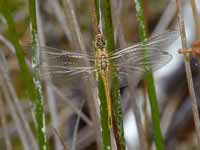 Symptétrum de Fonscolombe Sympetrum fonscolombii