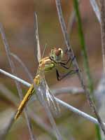 Symptétrum de Fonscolombe Sympetrum fonscolombii