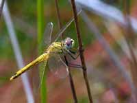 Symptétrum de Fonscolombe Sympetrum fonscolombii