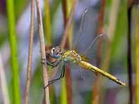 Symptétrum de Fonscolombe Sympetrum fonscolombii