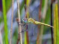 Symptétrum de Fonscolombe Sympetrum fonscolombii