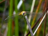 Symptétrum de Fonscolombe Sympetrum fonscolombii