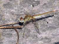 Symptétrum de Fonscolombe Sympetrum fonscolombii