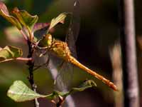 Sympétrum méridional (Sympetrum meridionale)