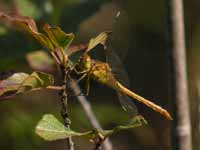 Sympétrum méridional (Sympetrum meridionale)