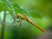 Sympétrum méridional (Sympetrum meridionale)