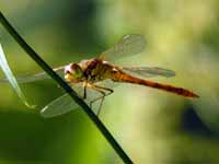 Sympétrum méridional (Sympetrum meridionale)