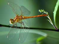 Sympétrum méridional (Sympetrum meridionale)