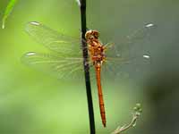 Sympétrum méridional (Sympetrum meridionale)