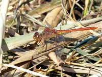 Sympétrum méridional (Sympetrum meridionale)