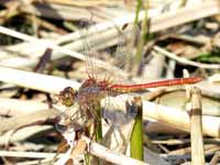 Sympétrum méridional (Sympetrum meridionale)