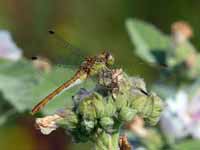 Sympétrum méridional (Sympetrum meridionale)