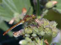 Sympétrum méridional (Sympetrum meridionale)