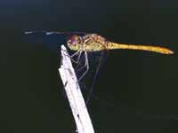 Sympétrum méridional (Sympetrum meridionale)