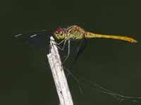 Sympétrum méridional (Sympetrum meridionale)