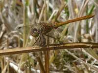 Sympétrum méridional (Sympetrum meridionale)