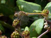 Sympétrum méridional (Sympetrum meridionale)