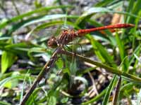 Sympétrum méridional (Sympetrum meridionale)