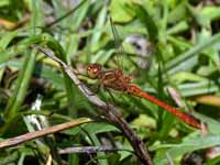 Sympétrum méridional (Sympetrum meridionale)