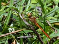 Sympétrum méridional (Sympetrum meridionale)