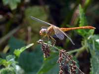 Sympétrum méridional (Sympetrum meridionale)