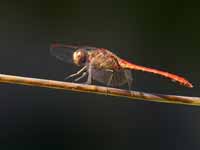 Sympétrum méridional (Sympetrum meridionale)