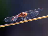 Sympétrum méridional (Sympetrum meridionale)