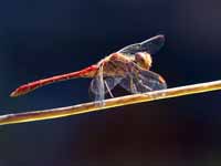 Sympétrum méridional (Sympetrum meridionale)