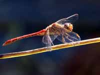 Sympétrum méridional (Sympetrum meridionale)