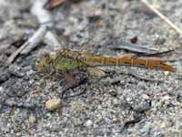 Sympétrum méridional (Sympetrum meridionale)