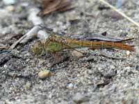 Sympétrum méridional (Sympetrum meridionale)