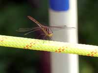 Sympétrum méridional (Sympetrum meridionale)